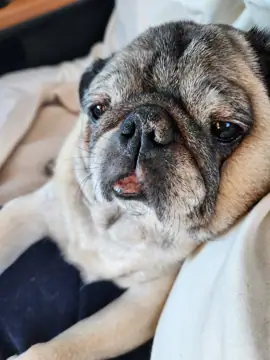 Chunky Pug Boat RV Storage in Hartwell, GA