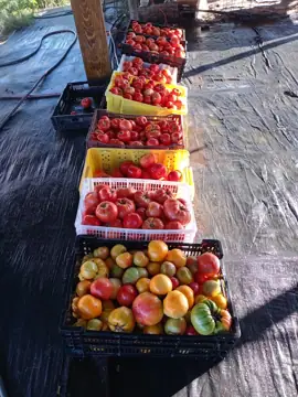Benton Harbor Fruit Market Inc in Benton Harbor, MI